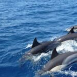 Exclusive: Whale and Dolphin Watching Tour with Transfers - The Itinerary in Detail
