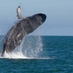 Exclusive: Whale and Dolphin Watching Tour with Transfers - The Itinerary in Detail