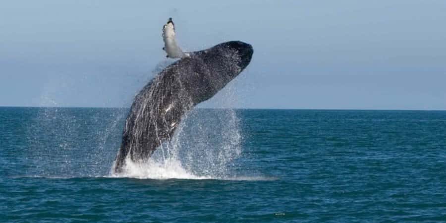 Exclusive: Whale and Dolphin Watching Tour with Transfers - The Itinerary in Detail