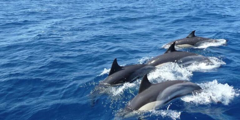 Exclusive: Whale and Dolphin Watching Tour with Transfers - The Itinerary in Detail