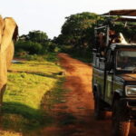 Exclusive : Yala National Park Afternoon Expedition - The Experience Overview