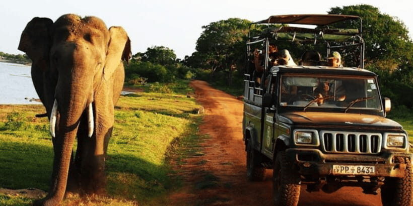 Exclusive : Yala National Park Afternoon Expedition - The Experience Overview