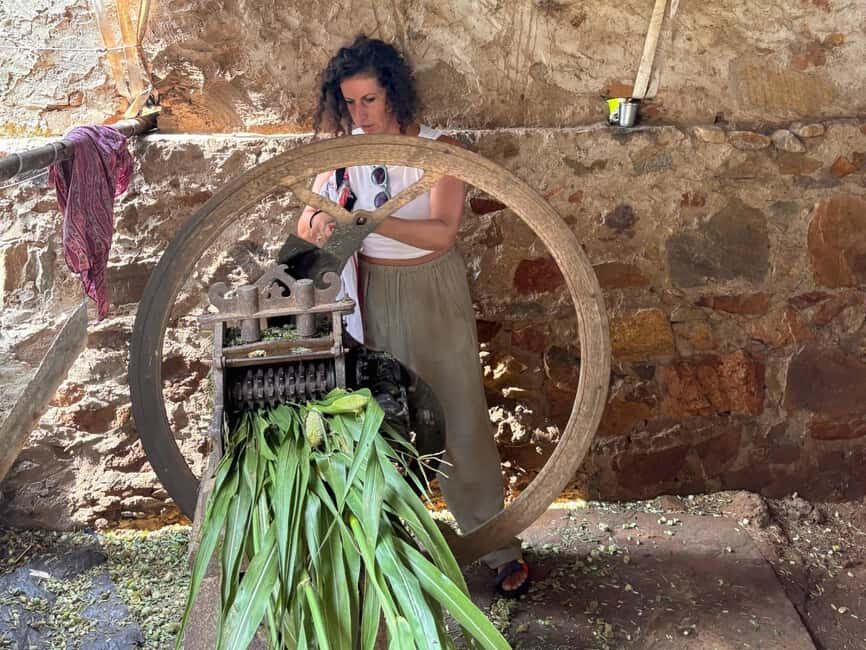 Excursion to Abhaneri and the Monkey Temple from Jaipur - What to Expect on the Tour  