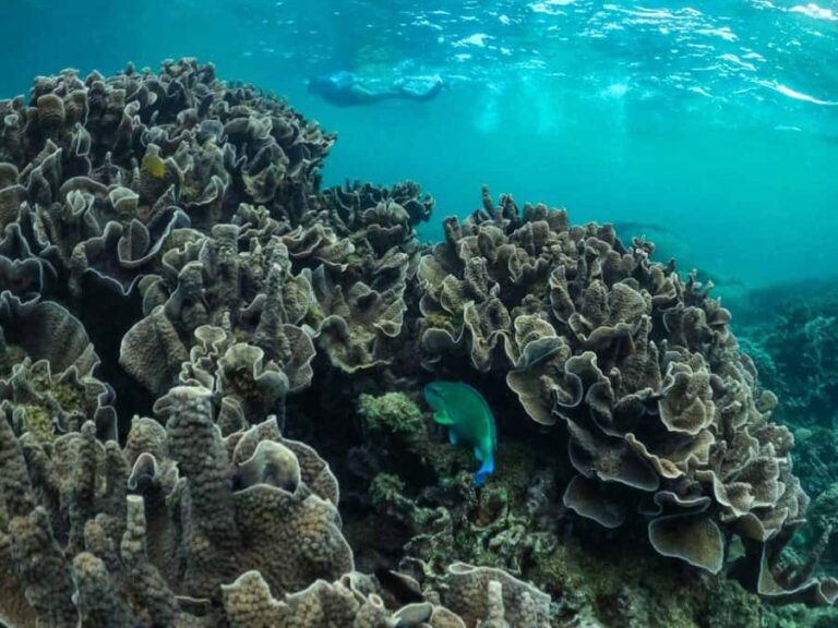 Exmouth: Half Day Coral by Kayak tour - Practical Details