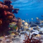 Exmouth: Lagoon Explorer - Full day kayak & Snorkel tour - What Sets This Tour Apart