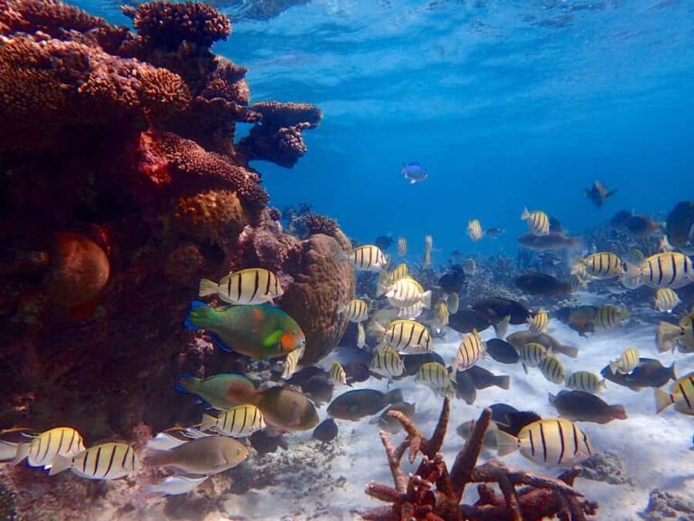 Exmouth: Lagoon Explorer - Full day kayak & Snorkel tour - What Sets This Tour Apart