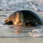Exmouth: Summer Sunset Turtle Watching and Stargazing Tour - The Experience Itself: A Deep Dive