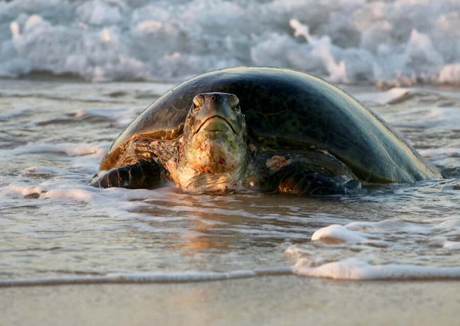 Exmouth: Summer Sunset Turtle Watching and Stargazing Tour - The Experience Itself: A Deep Dive