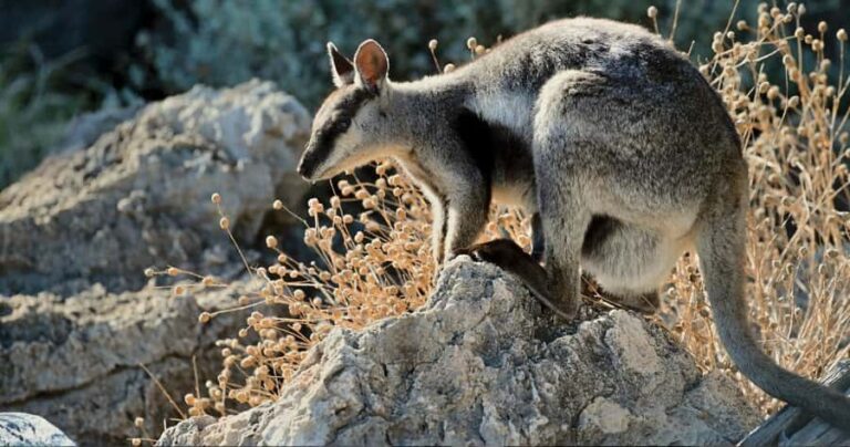 Exmouth: Yardie Creek Boat Tour - The Itinerary: What to Expect on Your Yardie Creek Boat Tour