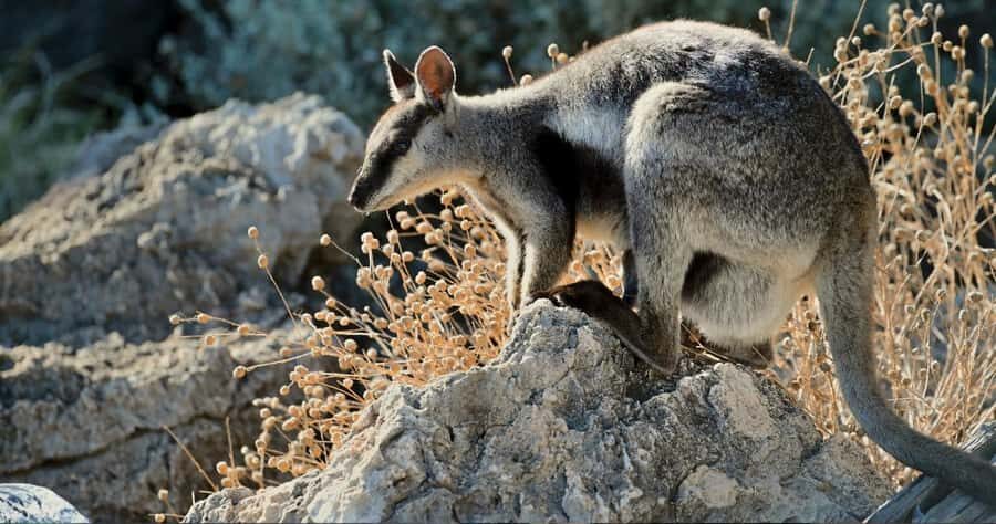 Exmouth: Yardie Creek Boat Tour - The Itinerary: What to Expect on Your Yardie Creek Boat Tour