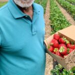 Experience Hahndorf & Barossa: Gourmet lunch, Wine, Beer & Treats - Beerenberg Farm: Seasonal Strawberry Picking