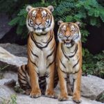 Experience Jungle Nights: Stay in Jim Corbett National Park's FRH - Who Is This Tour Best For?