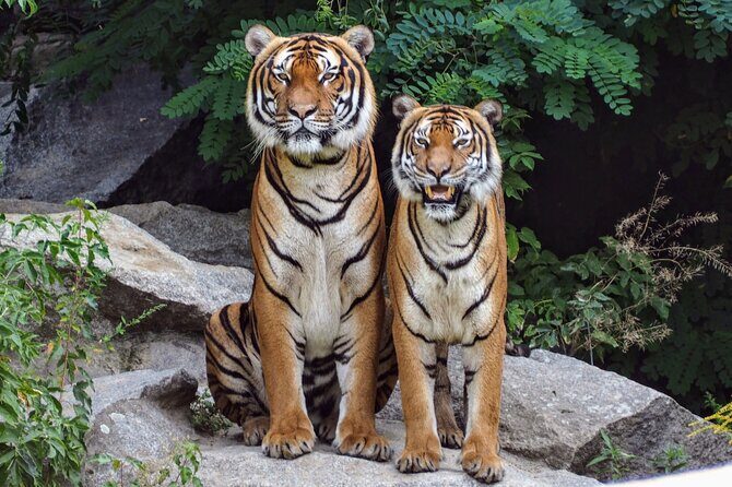 Experience Jungle Nights: Stay in Jim Corbett National Park's FRH - Who Is This Tour Best For?