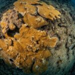 Experience Scuba - The Value and Pricing