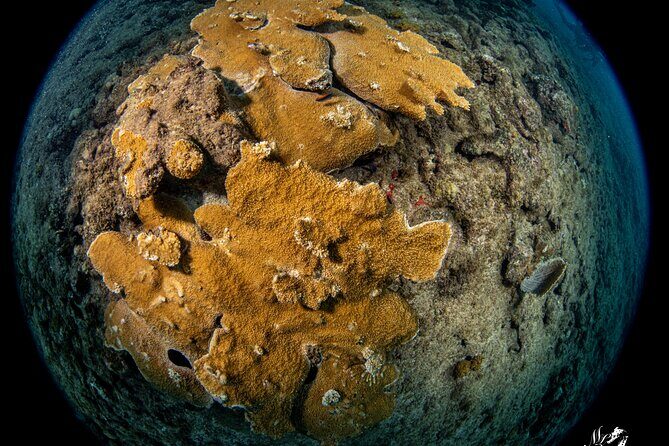 Experience Scuba - The Value and Pricing