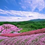 Experience Shibazakura and Kamiyubetsu Tulips in 2 days - Final Thoughts