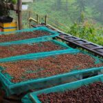 Experience Specialty Coffee with Sustainable Coffee Farmers - Practical Tips for Travelers