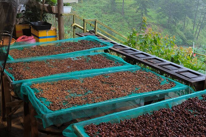 Experience Specialty Coffee with Sustainable Coffee Farmers - Practical Tips for Travelers