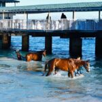 Experience the Swimming Horses at Carlisle Bay & the Garrison - Who Will Love This Tour?