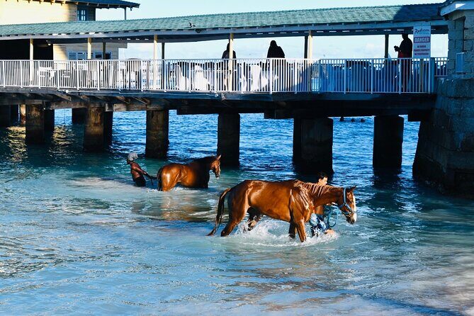 Experience the Swimming Horses at Carlisle Bay & the Garrison - Who Will Love This Tour?