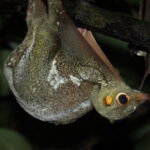 Explore a Rainforest teeming with Wildlife at Night! - The Role of the Guides