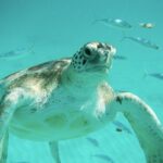 Explore and Discover Barbados By Land & By Sea - Authentic Experiences from Other Travelers