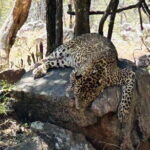 Explore Bangalores Wild Side  An Exclusive Bannerghatta Safari! - Reviewing the Experience: What Travelers Say