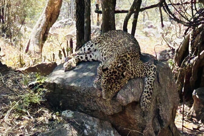 Explore Bangalores Wild Side  An Exclusive Bannerghatta Safari! - Reviewing the Experience: What Travelers Say