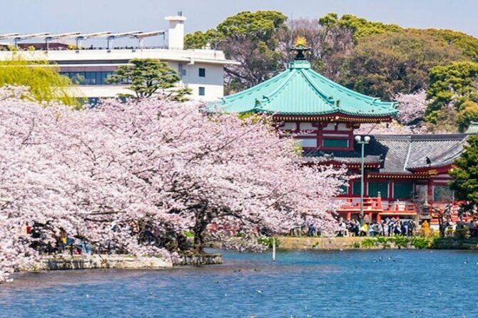 Explore Japan in 7 Days Cherry Blossom Tour 2026 - Authentic Experiences and Practical Tips