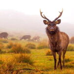 Explore Kandy & Nuwara Eliya in 2 days - Practical Details & Value