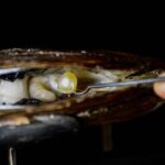 Explore Lomboks Pearl Farm & Pearl-Making Secrets - What You Can Expect During the Tour