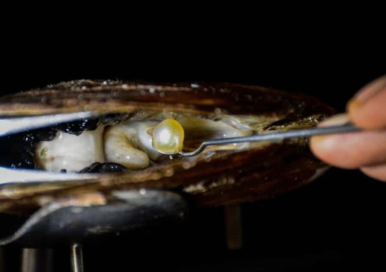 Explore Lomboks Pearl Farm & Pearl-Making Secrets - What You Can Expect During the Tour