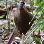 Explore North Sumatra : 7 Days Tour Adventure Package - Practical Insights & What’s Included