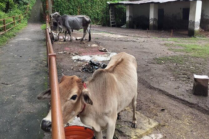 Explore Saint City on a Day Tour in Rishikesh - FAQ