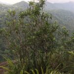 Explore Sinharaja Rainforest Lions Rock Hike Full day - Practical Details