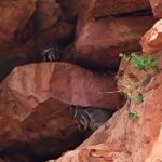 Explore the Hidden Gorges: Kalbarri 4WD, Hike, Canoe Experience - What’s Included and What To Bring