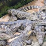 Explore the Mekong Delta: A Luxurious Full-Day Experience - What the Price Includes and What to Consider