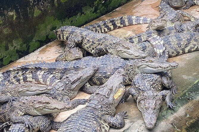 Explore the Mekong Delta: A Luxurious Full-Day Experience - What the Price Includes and What to Consider