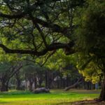 Explore the Old Bangalore City: Guided Tour with Tuktuk - What to Expect on the Tour