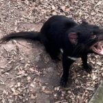 Explore Wildlife and Richmond Heritage Tour - Why This Tour Stands Out