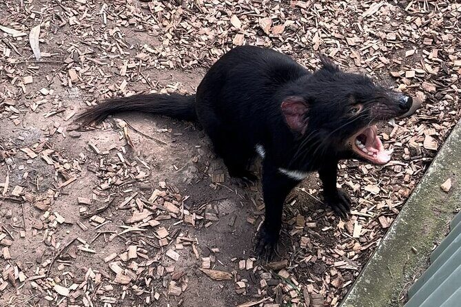 Explore Wildlife and Richmond Heritage Tour - Why This Tour Stands Out