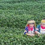 Explorer Border road and Nature (Tea and Coffee) Chiang Rai - The Itinerary in Detail