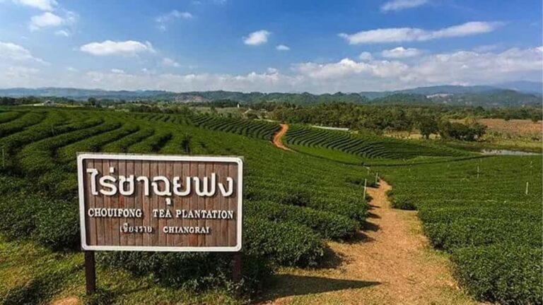Explorer Border road and Nature (Tea and Coffee) Chiang Rai - Why You Should Consider This Tour
