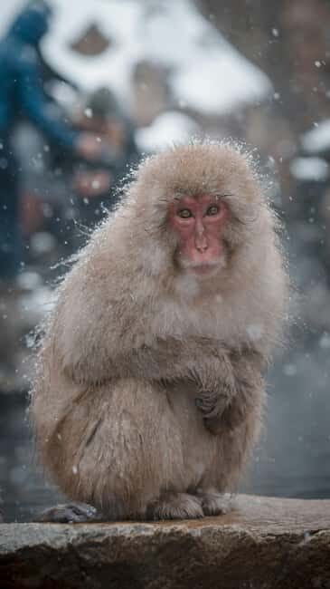 F: Tokyo:Nagano snow monkey/Zenko Ji temple private day tour - Detailed Breakdown of the Itinerary