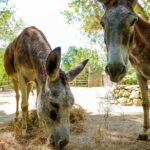 Family Adventure Day: Ziplining, Cenote Swim, Waterfall & Monkeys - FAQs