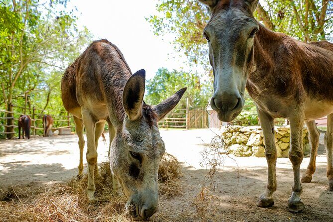 Family Adventure Day: Ziplining, Cenote Swim, Waterfall & Monkeys - FAQs