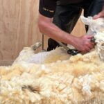 Farm Tour and Milford Sound Nature Cruise from Te Anau - A Deep Dive into the Experience