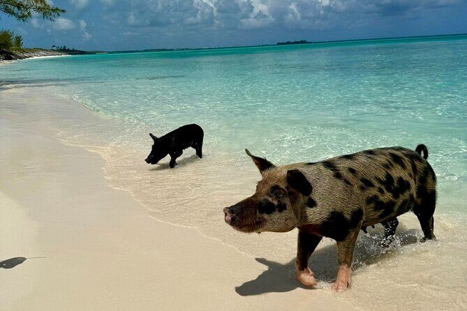 Fast Track Swimming Pigs Encounter - Beach & Facilities