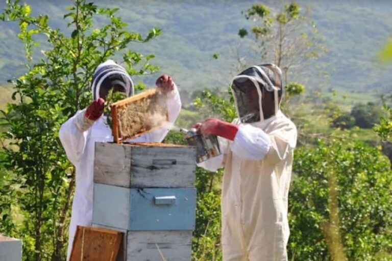 Fiji: Farm Tour: Animals, Honey Tasting & Fijian Cooking - The Itinerary Breakdown