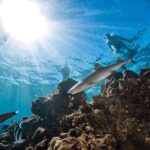 Fiji: Ultimate Encounters Snorkel with Sharks and Lunch - Snorkeling with Reef Sharks: The Main Attraction